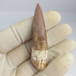 Plesiosaur Tooth Extinct Marine Reptile zarafasaura specimen 2.5" - Image 3