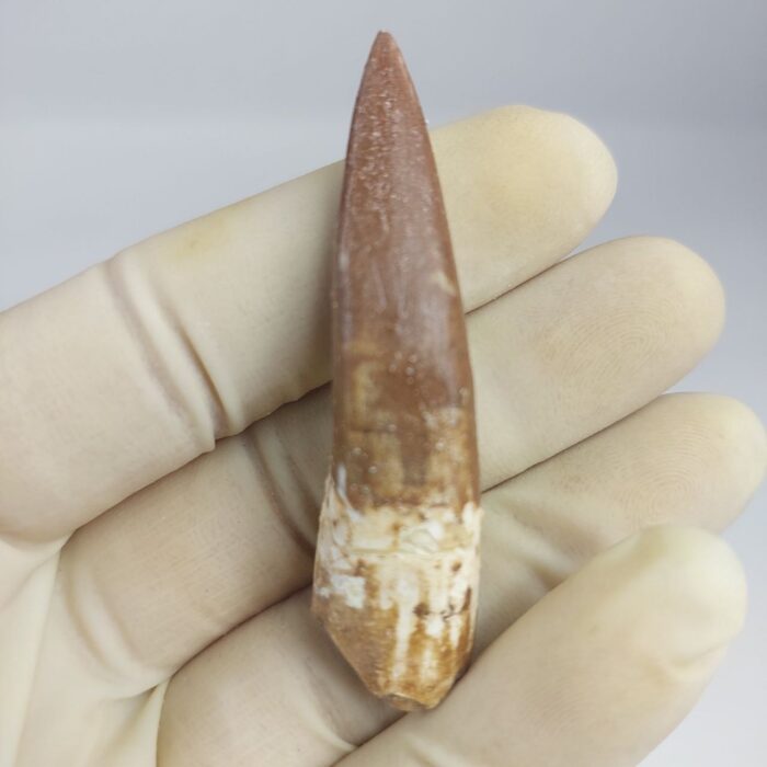 Plesiosaur Tooth Extinct Marine Reptile zarafasaura specimen 2.5" - Image 3