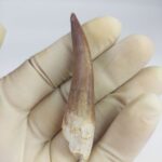 Plesiosaur Tooth Extinct Marine Reptile zarafasaura specimen 2.5" - Image 3