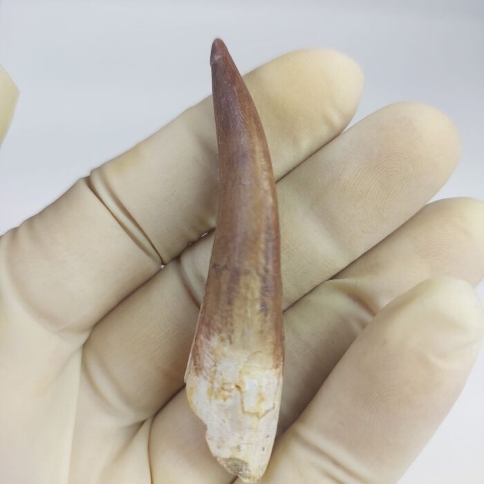 Plesiosaur Tooth Extinct Marine Reptile zarafasaura specimen 2.5" - Image 3