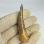 Plesiosaur Tooth Extinct Marine Reptile zarafasaura specimen 2.5" - Image 3