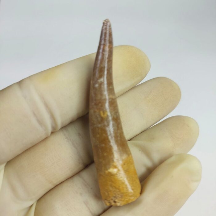 Plesiosaur Tooth Extinct Marine Reptile zarafasaura specimen 2.5" - Image 3