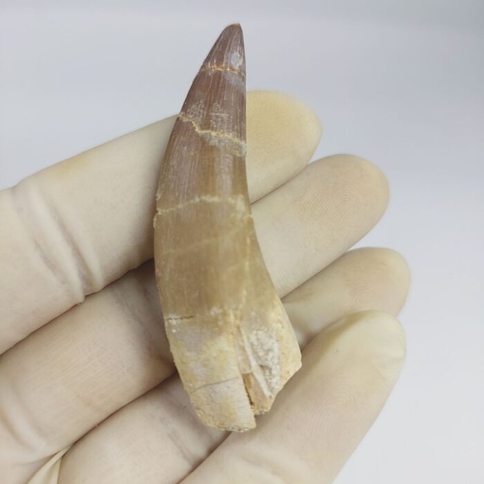 Plesiosaur Tooth Extinct Marine Reptile zarafasaura specimen 2.5" - Image 3