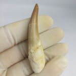 Plesiosaur Tooth Extinct Marine Reptile zarafasaura specimen 2.5"