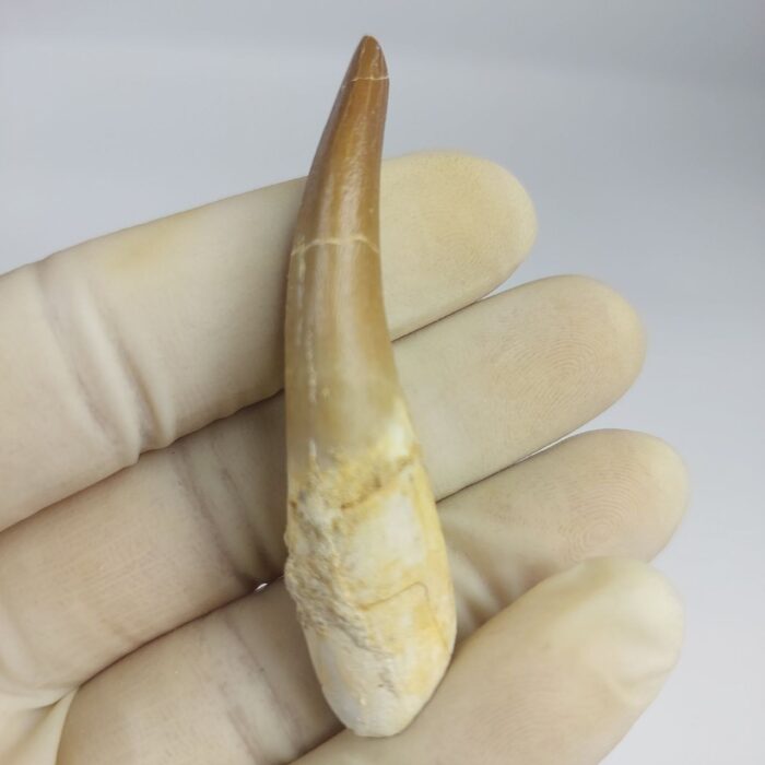 Plesiosaur Tooth Extinct Marine Reptile zarafasaura specimen 2.5" - Image 1