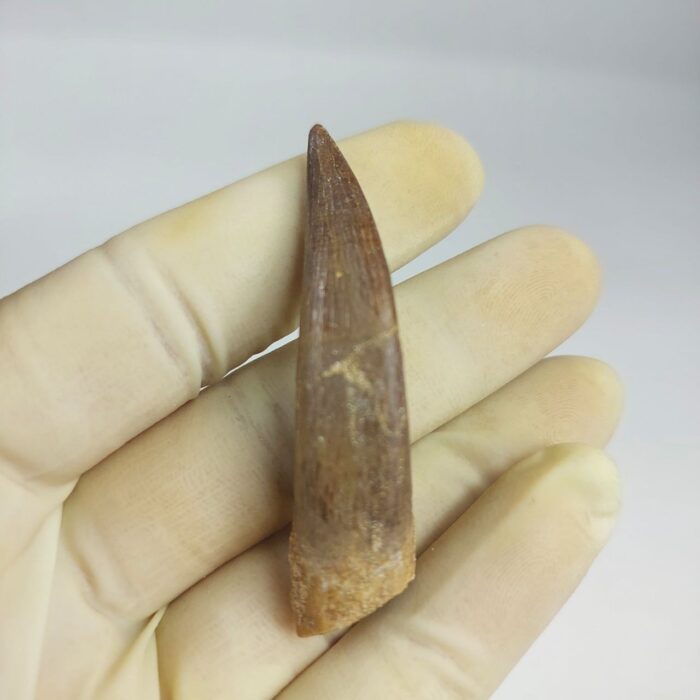 Plesiosaur Tooth Extinct Marine Reptile zarafasaura specimen 2.5" - Image 3
