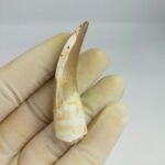 Plesiosaur Tooth Extinct Marine Reptile zarafasaura specimen 2.5" - Image 3