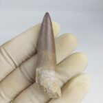 Plesiosaur Tooth Extinct Marine Reptile zarafasaura specimen 2.5" - Image 3