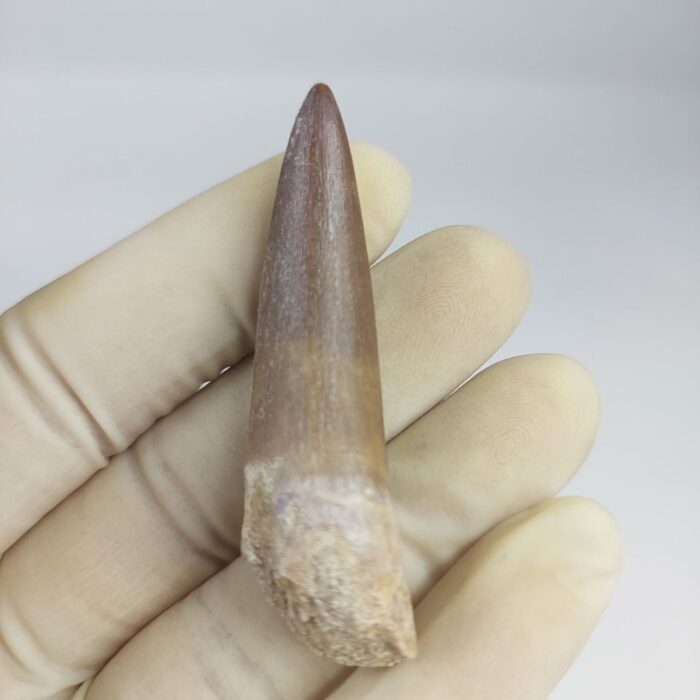 Plesiosaur Tooth Extinct Marine Reptile zarafasaura specimen 2.5" - Image 3