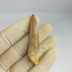 Plesiosaur Tooth Extinct Marine Reptile zarafasaura specimen 2.5" - Image 3