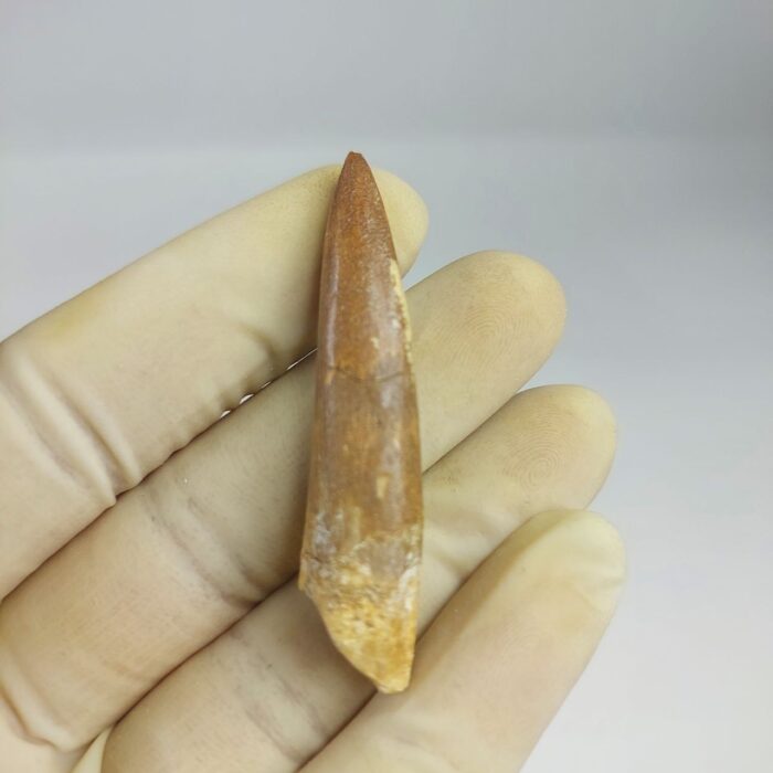 Plesiosaur Tooth Extinct Marine Reptile zarafasaura specimen 2.5" - Image 3