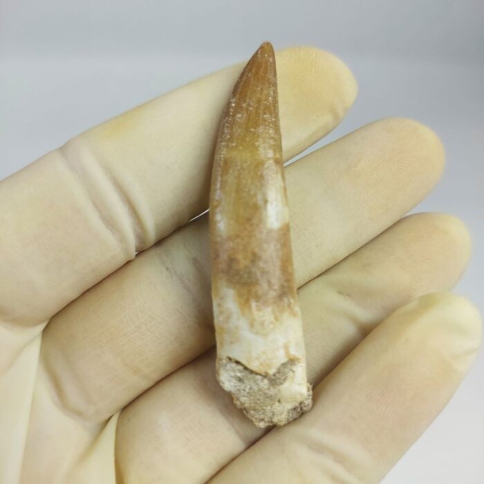 Plesiosaur Tooth Extinct Marine Reptile zarafasaura specimen 2.5" - Image 3