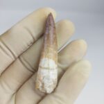 Plesiosaur Tooth Extinct Marine Reptile zarafasaura specimen 2.5" - Image 3