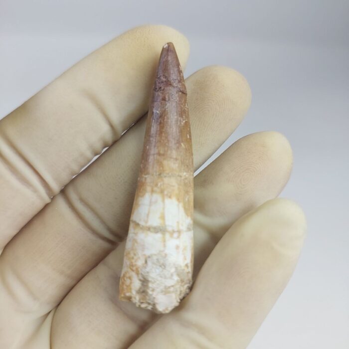 Plesiosaur Tooth Extinct Marine Reptile zarafasaura specimen 2.5" - Image 3