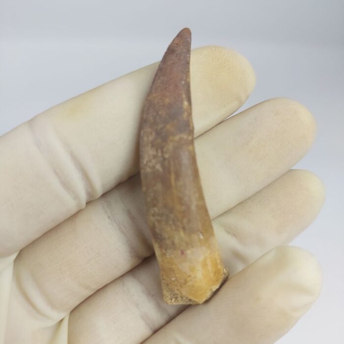 Plesiosaurs Tooth Extinct Marine Reptile zarafasaura specimen 2.5" - Image 3
