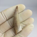 Plesiosaurs Tooth Extinct Marine Reptile zarafasaura specimen 2.3" - Image 3