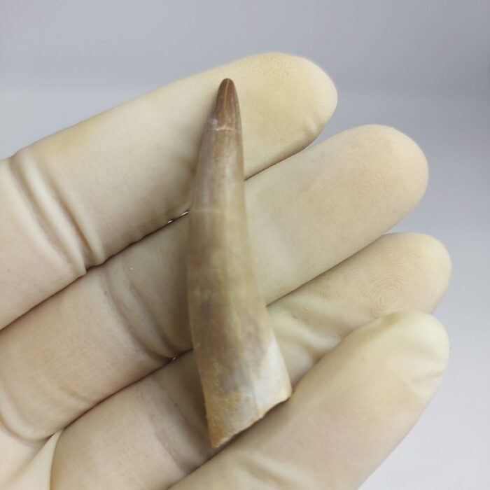 Plesiosaurs Tooth Extinct Marine Reptile zarafasaura specimen 2.3" - Image 3