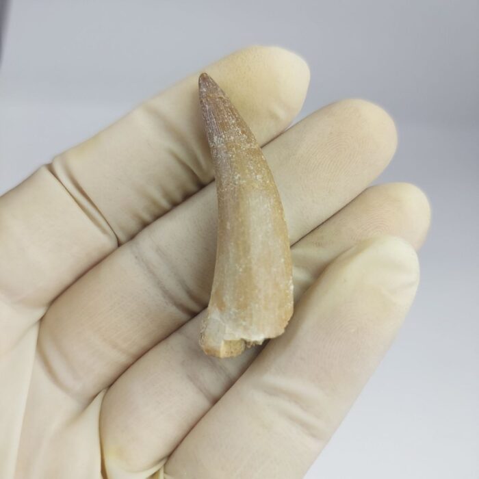 Plesiosaurs Tooth Extinct Marine Reptile zarafasaura specimen 2.3" - Image 3