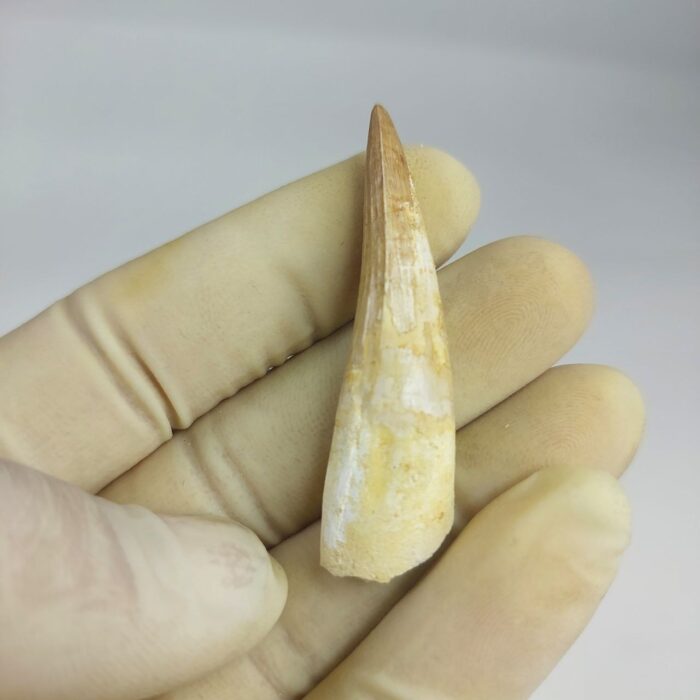 Plesiosaurs Tooth Extinct Marine Reptile zarafasaura specimen 2.3" - Image 3