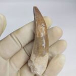 3.14" Plesiosaur Tooth Authentic fossil zarafasaura oceanis - Image 5