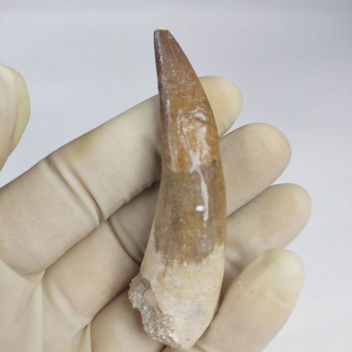 3.14" Plesiosaur Tooth Authentic fossil zarafasaura oceanis - Image 5