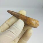 Plesiosaur Tooth Authentic fossil zarafasaura oceanis 2.7" - Image 4