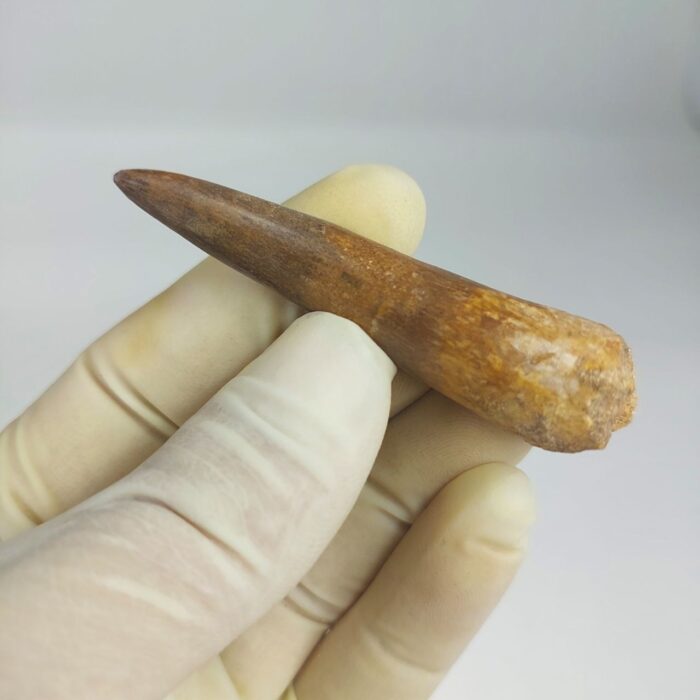 Plesiosaur Tooth Authentic fossil zarafasaura oceanis 2.7" - Image 4