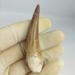 Plesiosaur Tooth Authentic fossil zarafasaura oceanis 2.7"