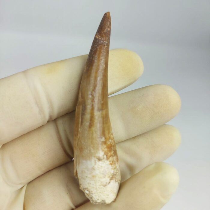 Plesiosaur Tooth Authentic fossil zarafasaura oceanis 2.7" - Image 1