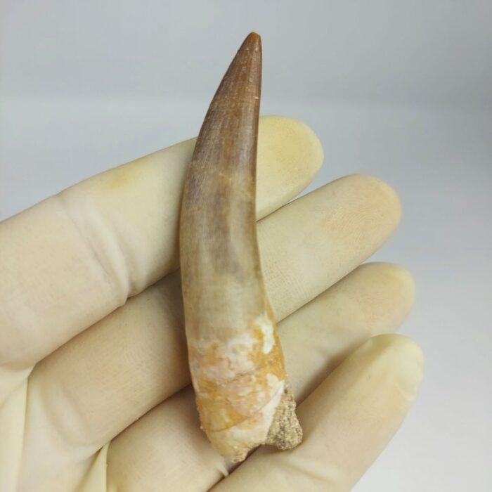 Plesiosaur Tooth Authentic fossil zarafasaura oceanis 2.7" - Image 4