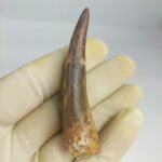 Fossil Plesiosaur Tooth zarafasaura oceanis specimen 2.7" - Image 4