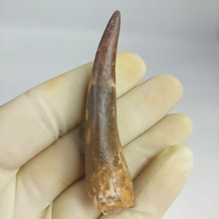 Fossil Plesiosaur Tooth zarafasaura oceanis specimen 2.7" - Image 4