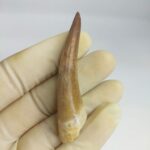 Fossil Plesiosaur Tooth zarafasaura oceanis specimen 2.7" - Image 4