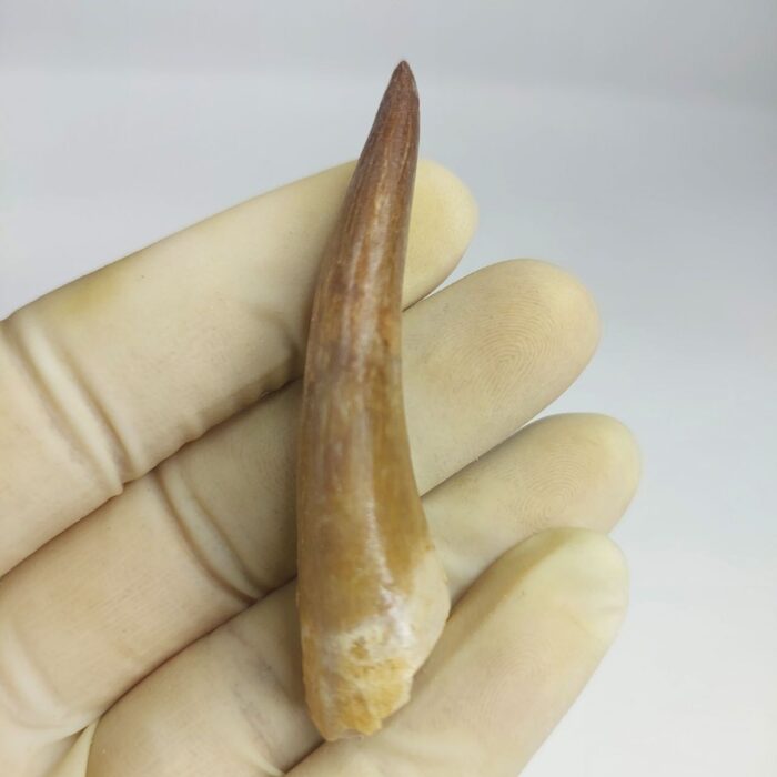 Fossil Plesiosaur Tooth zarafasaura oceanis specimen 2.7" - Image 4