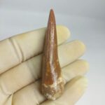 Plesiosaurus fossil Tooth zarafasaura oceanis specimen 2.5"