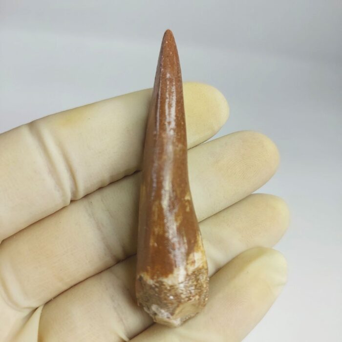 Plesiosaurus fossil Tooth zarafasaura oceanis specimen 2.5" - Image 1