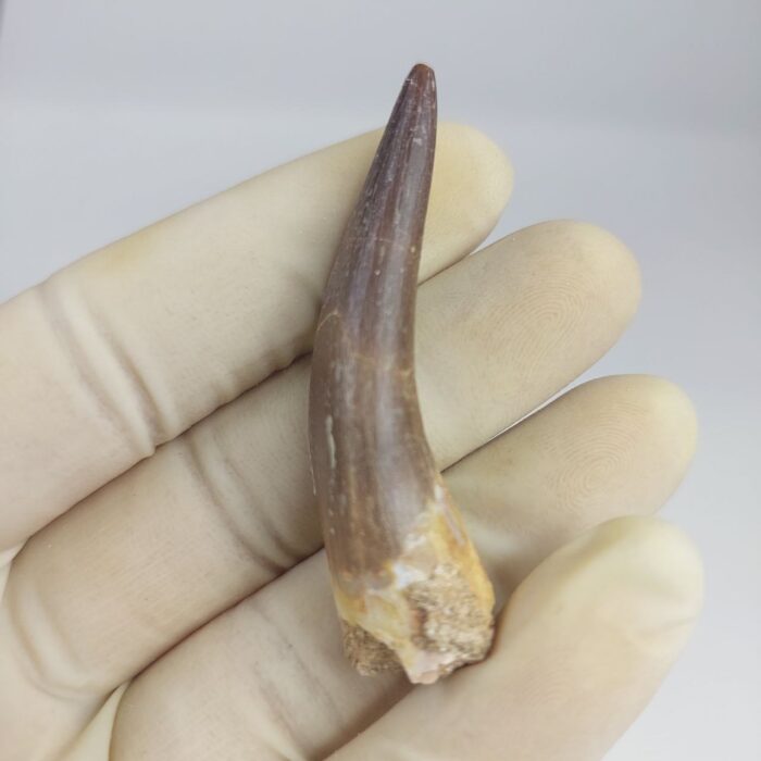 Plesiosaurs Tooth fossil zarafasaura oceanis specimen 2.5" - Image 4
