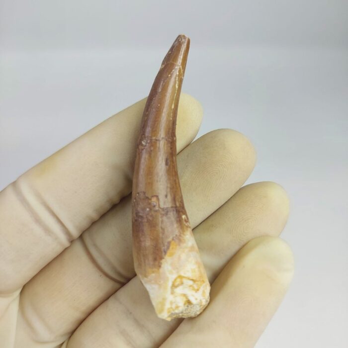 Plesiosaur Tooth Extinct Marine Reptile zarafasaura specimen 2.5" - Image 1