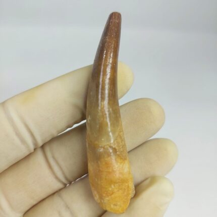 Plesiosaur Tooth Extinct Marine Reptile zarafasaura specimen 2.5"