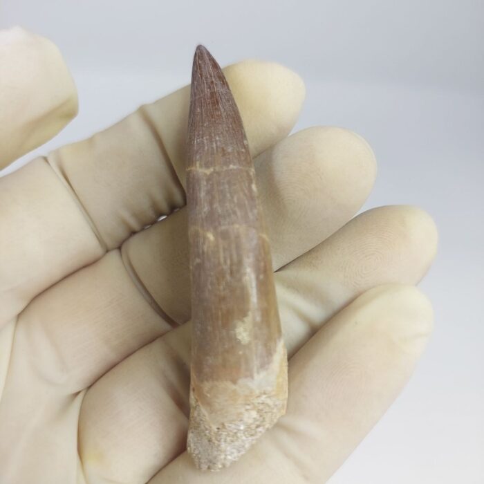 Plesiosaur Tooth Extinct Marine Reptile zarafasaura specimen 2.7" - Image 4