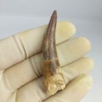 Plesiosaur Tooth Extinct Marine Reptile zarafasaura specimen 2.7" - Image 4