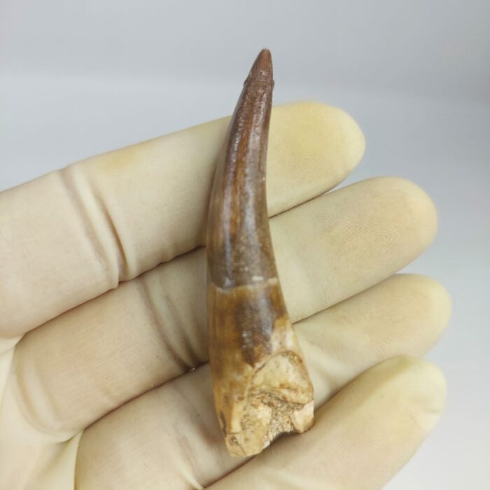 Plesiosaur Tooth Extinct Marine Reptile zarafasaura specimen 2.7" - Image 4