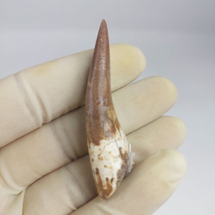 Plesiosaur Tooth Extinct Marine Reptile zarafasaura specimen 2.5" - Image 4