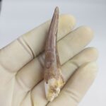 Plesiosaur Tooth Extinct Marine Reptile zarafasaura specimen 2.5" - Image 4