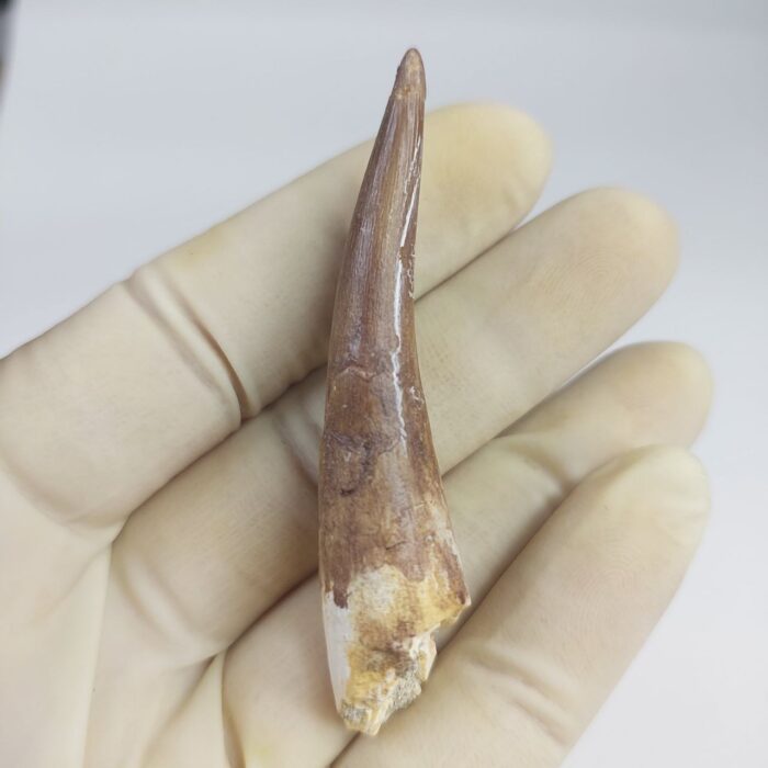 Plesiosaur Tooth Extinct Marine Reptile zarafasaura specimen 2.5" - Image 4