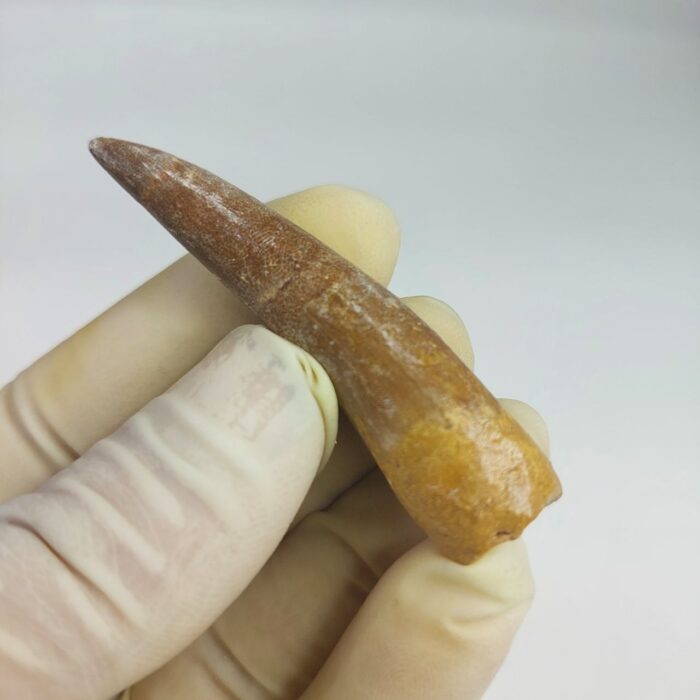 Plesiosaur Tooth Extinct Marine Reptile zarafasaura specimen 2.5" - Image 4