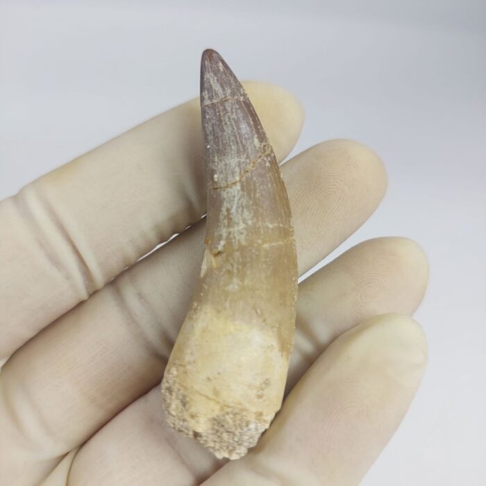 Plesiosaur Tooth Extinct Marine Reptile zarafasaura specimen 2.5" - Image 4