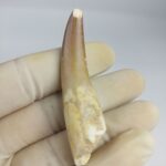 Plesiosaur Tooth Extinct Marine Reptile zarafasaura specimen 2.5" - Image 4