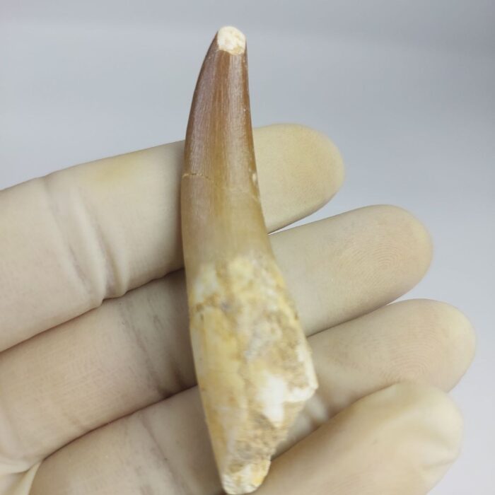 Plesiosaur Tooth Extinct Marine Reptile zarafasaura specimen 2.5" - Image 4