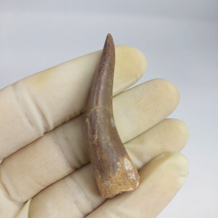 Plesiosaur Tooth Extinct Marine Reptile zarafasaura specimen 2.5" - Image 4